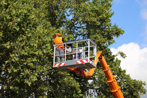 Best Utility Line Clearance  in Bressler, PA